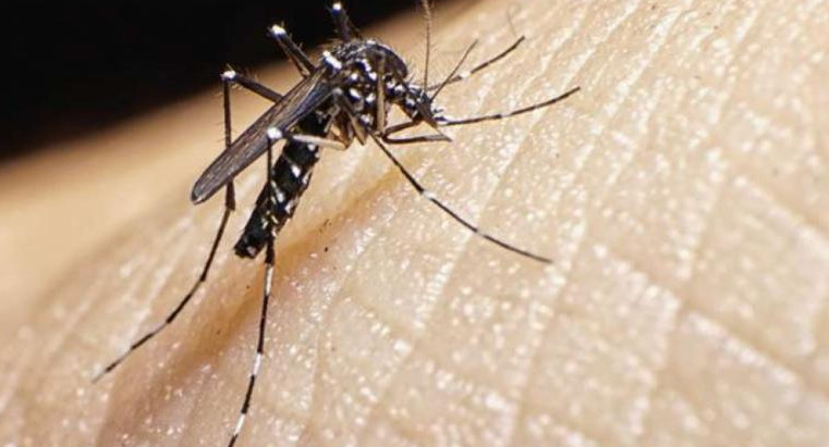 Dengue, mosquito, foto NA