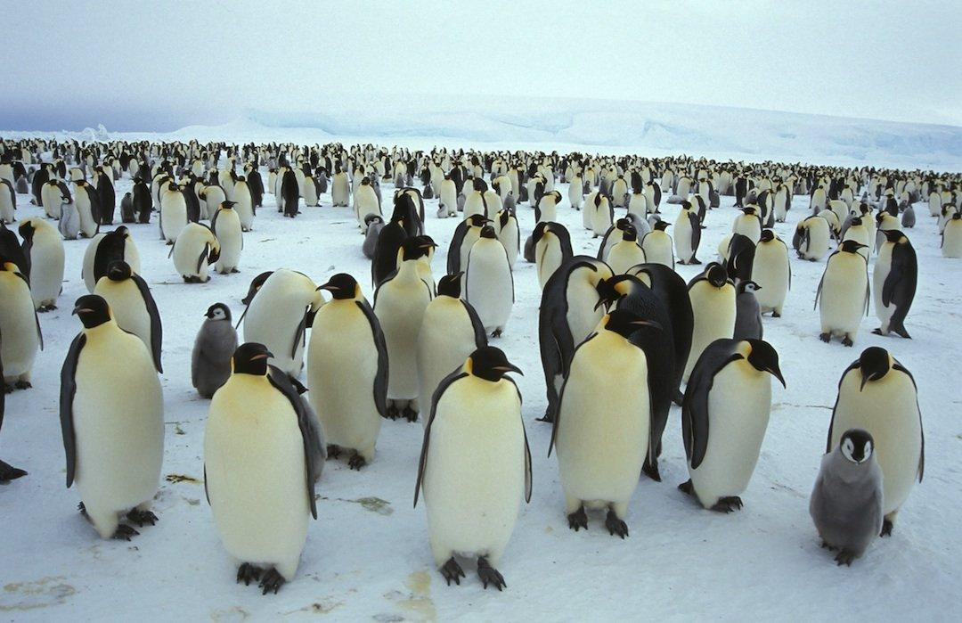 Colonias del pingüino emperador, Reuters