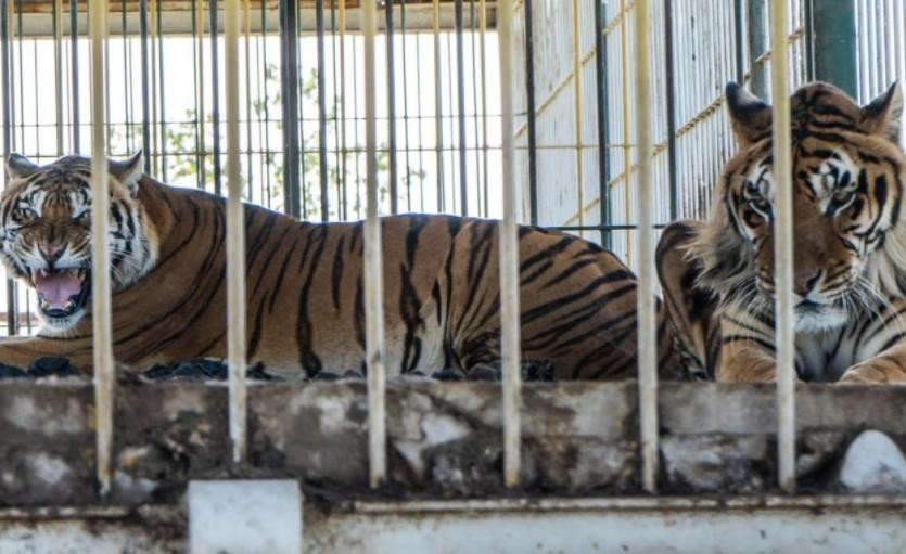 Cuatro tigres de Bengala abandonados, foto NA