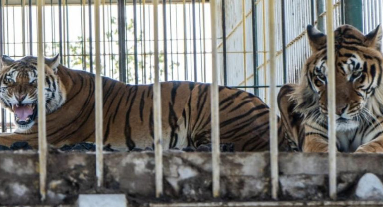 Cuatro tigres de Bengala abandonados, foto NA