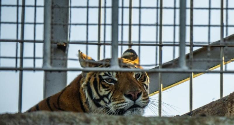 Cuatro tigres de Bengala abandonados, foto NA