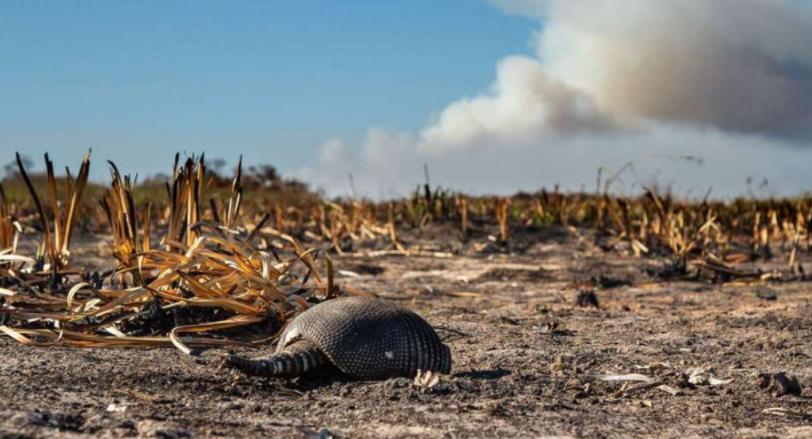 Incendios en Corrientes, foto NA