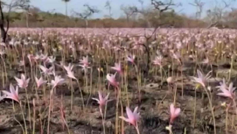 Tras los incendios y las intensas lluvias en Corrientes, los Esteros del Iberá comienzan a recuperarse