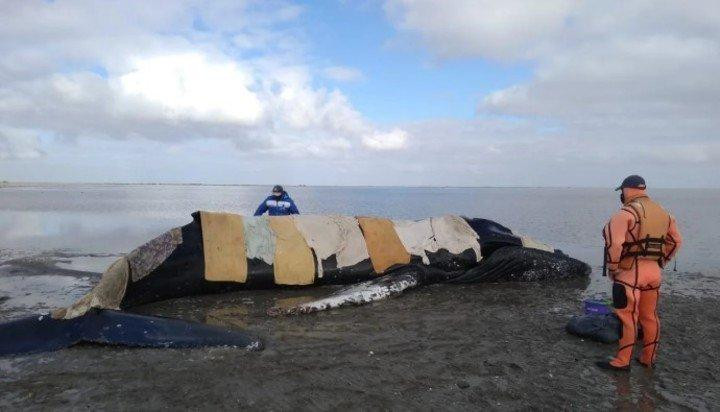 Fauna muerta en la Costa Atlántica, GENTILEZA Mundo Marino