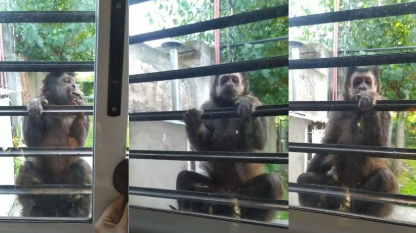 Mono suelto en Villa Elisa, AGENCIA NA