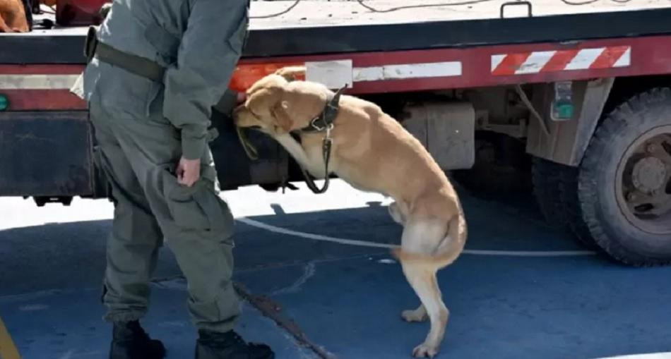 Un perro detectó en Orán, Salta, más de media tonelada de cocaína camuflada en un camión grúa