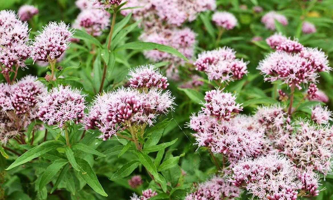 Remedios caseros para el sueño, valeriana