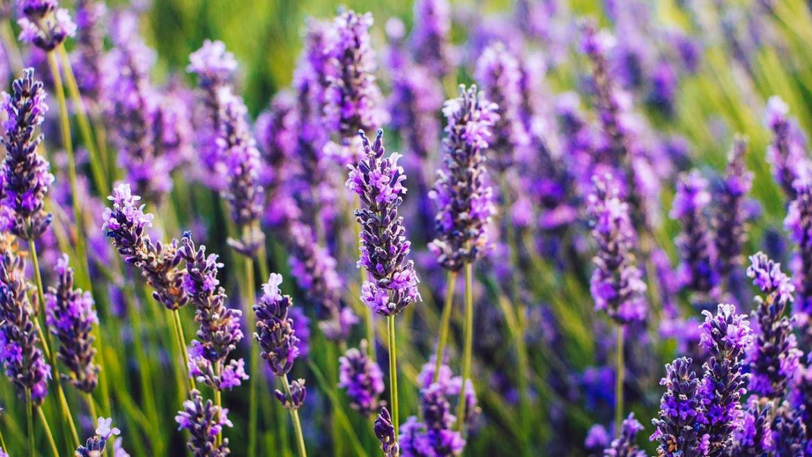 Remedios caseros para el sueño, lavanda