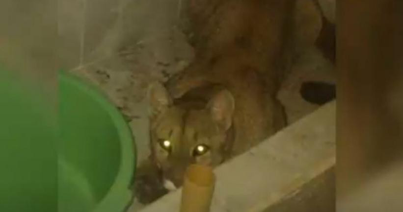 Puma encontrado en una casa de Salta. Foto: NA.