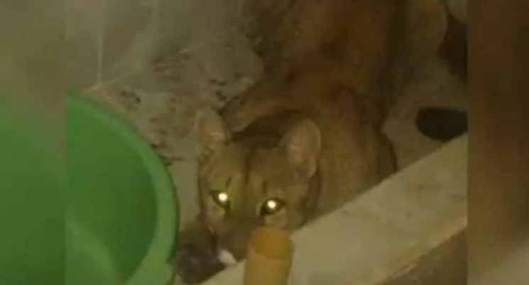 Puma encontrado en una casa de Salta. Foto: NA.