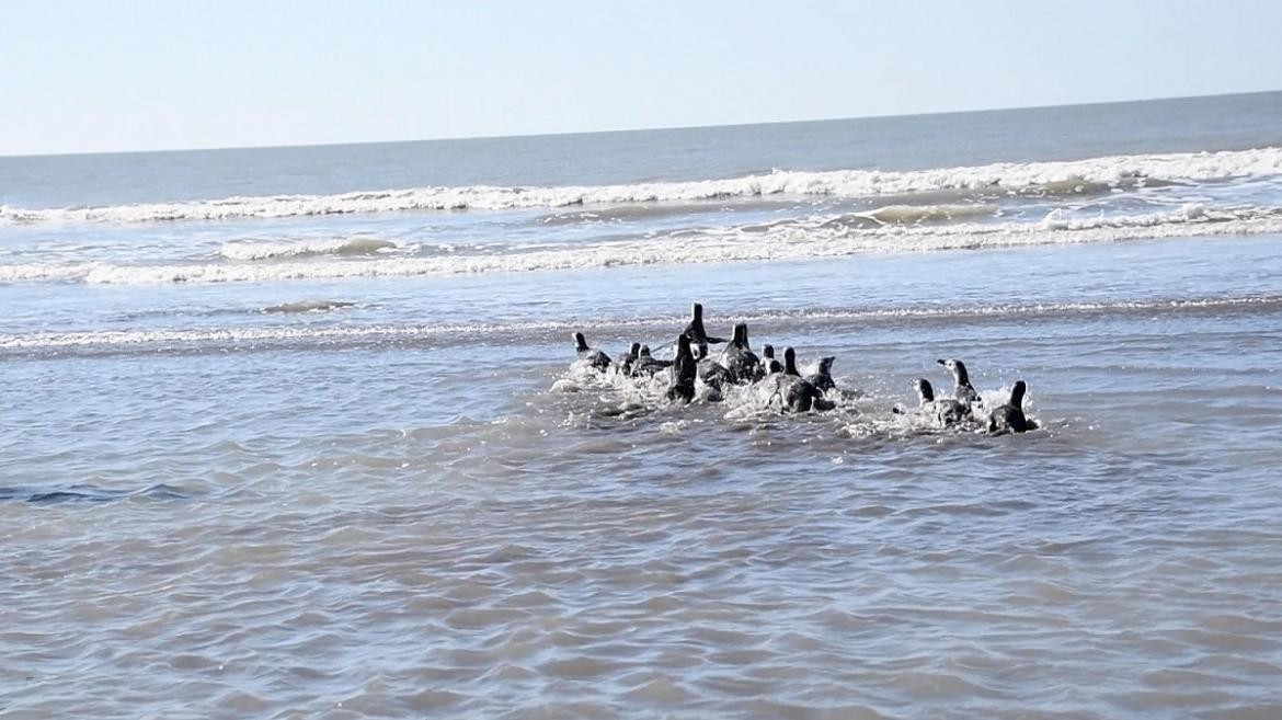 18 pingüinos hallados en estado de desnutrición regresaron al mar