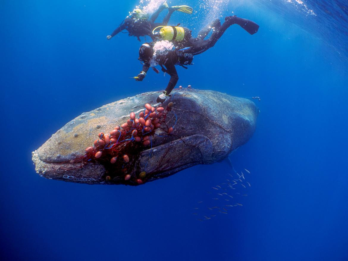 Ballena rescatada en España, Reuters