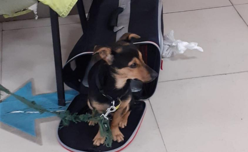 Coco, perro varado en Aeropuerto de Ezeiza. Foto: NA.