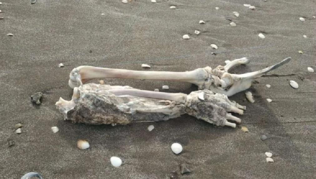 Mar de Ajó, turista fue a pescar y sacó restos de un brazo y un torso, NA