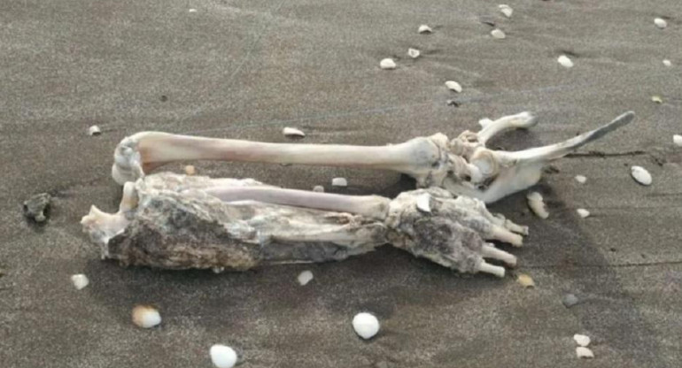 Mar de Ajó, turista fue a pescar y sacó restos de un brazo y un torso, NA