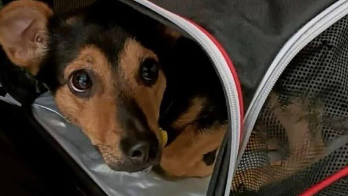 Coco, perro varado en Aeropuerto de Ezeiza.