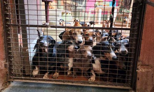 Perros salchichas rescatados en criadero ilegal en Caballito.