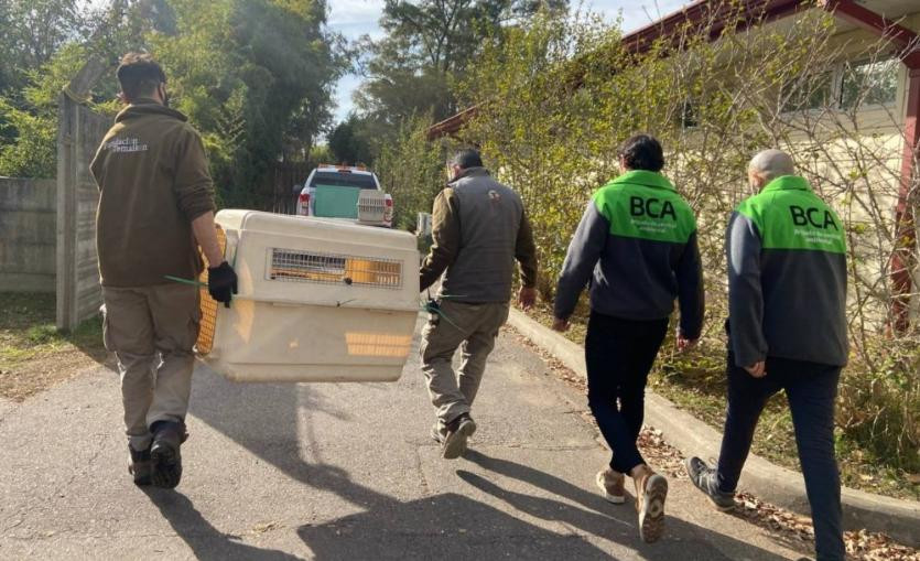 Ambiente trasladó a un santuario natural de Entre Ríos a dos monos rescatados en el Partido de La Costa. Foto: NA.