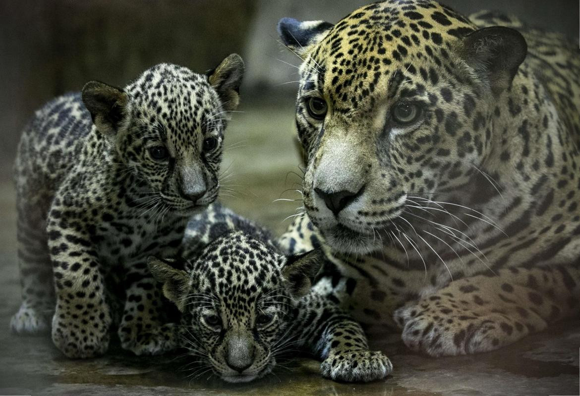 Nacimiento de jaguares en Nicaragua, EFE