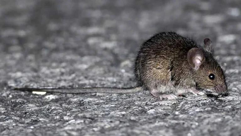 Hantavirus. Foto: redes sociales.