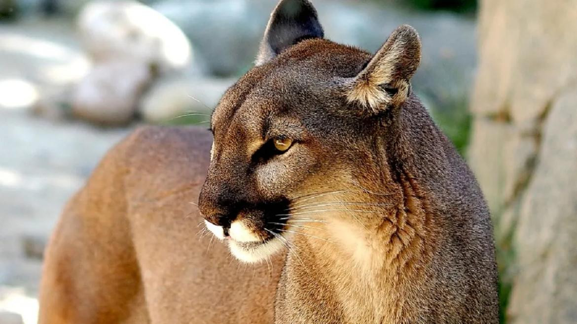 Puma, animal. Foto: EFE.