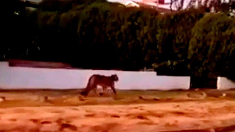 Pumas sueltos en Villa Gesell. Foto: Captura de video.