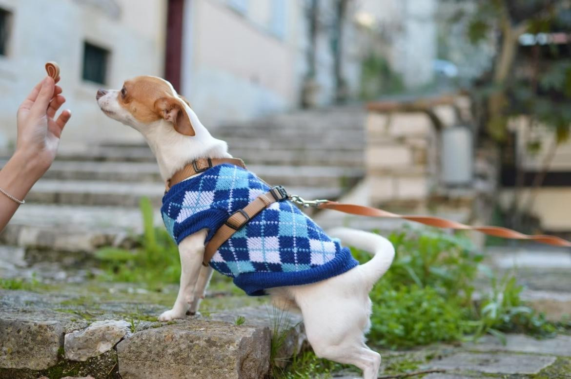 Perros gatos, con ropa: ¿es conveniente o puede ser contraproducente? | Canal 26