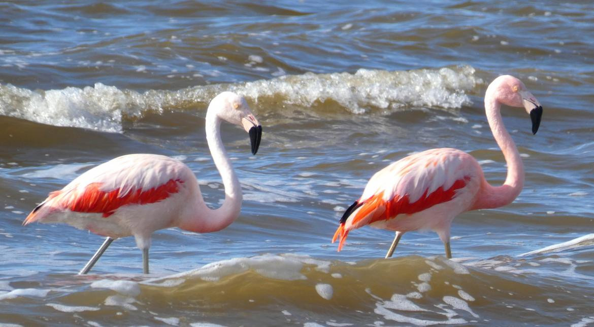 Mar Chiquita Flamenco Austral Foto gentileza Cordoba Turismo