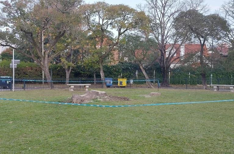 Ombúes talados en San Isidro. Foto: Gentileza Infobae.