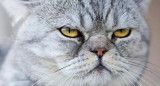 Dia del gato. Foto: Google