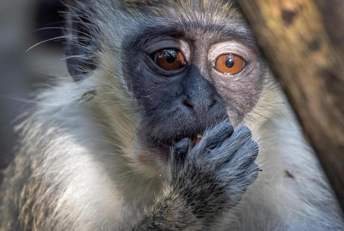 Monos, animales. Foto: EFE.