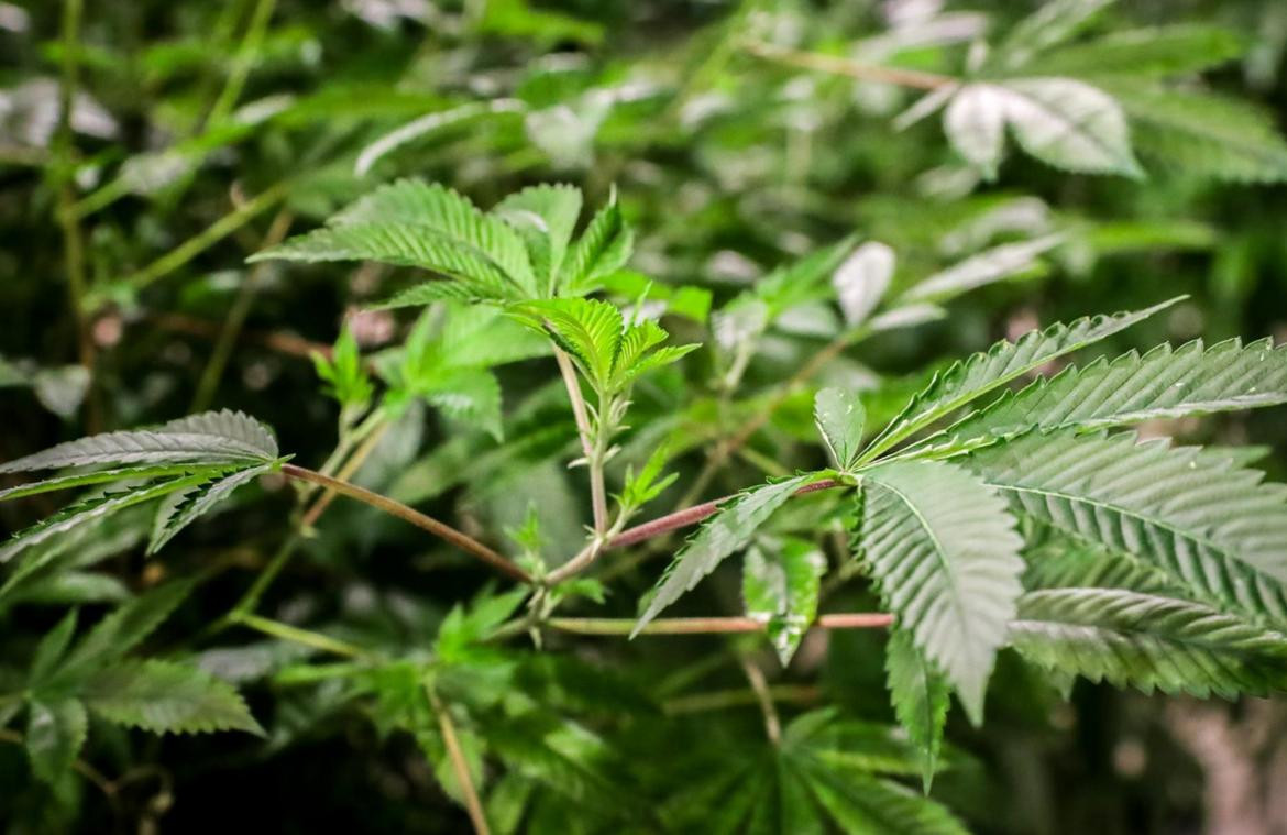 Avance del cannabis medicinal en Uruguay, EFE