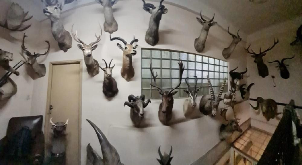 Animales exóticos taxidermizados