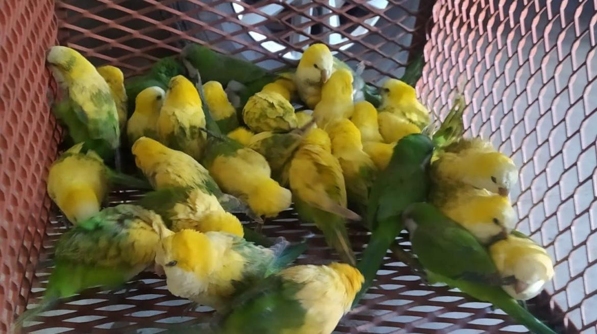 Las aves era decoloradas con agua oxigenada. Foto: Policía de Santa Fe.