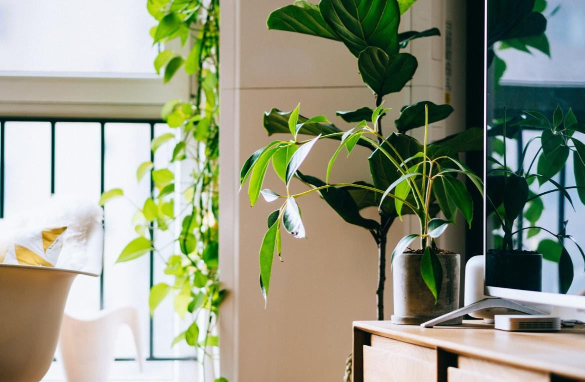 Planta de interior_Unsplash