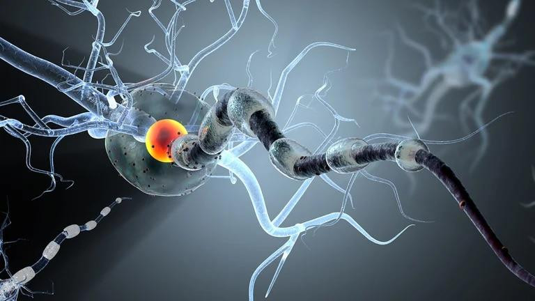 Imágen gráfica de neurona. Foto: Shutterstock