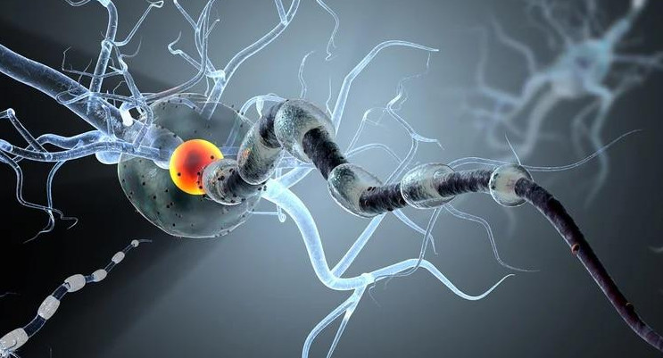 Imágen gráfica de neurona. Foto: Shutterstock