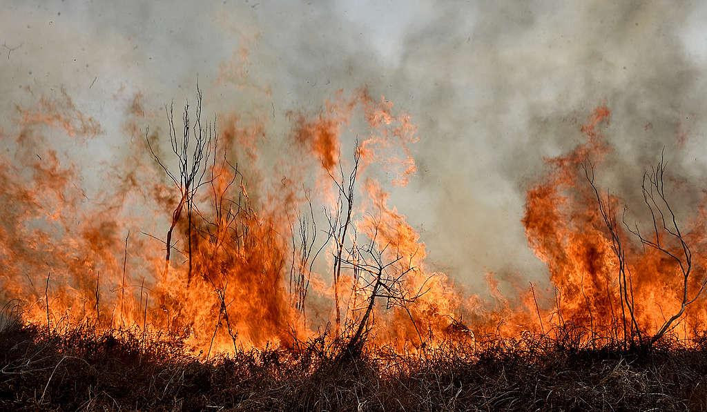 Incendios en el Delta. Foto: Greenpeace.