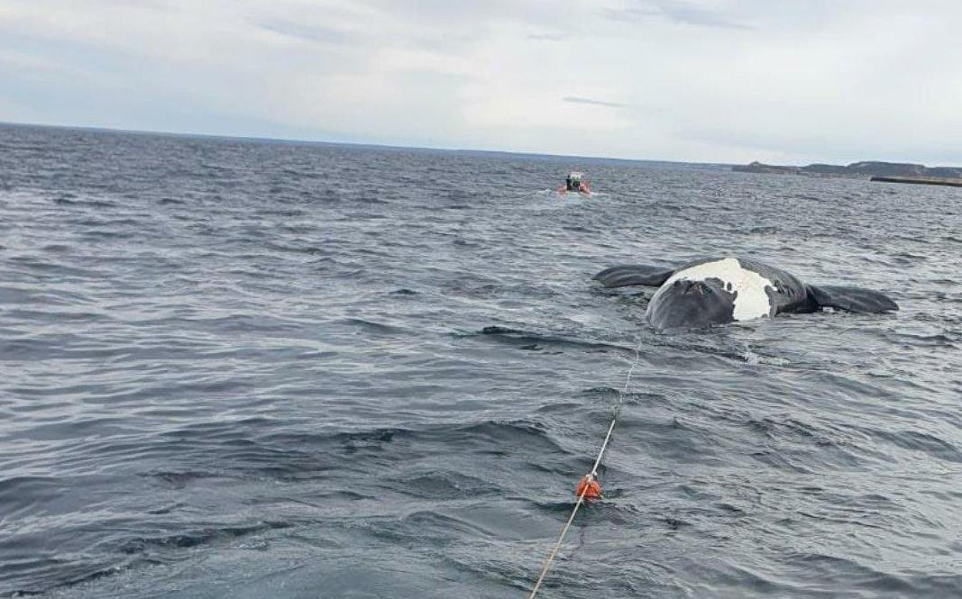 Ballenas muertas en Península Valdés. Foto: Télam