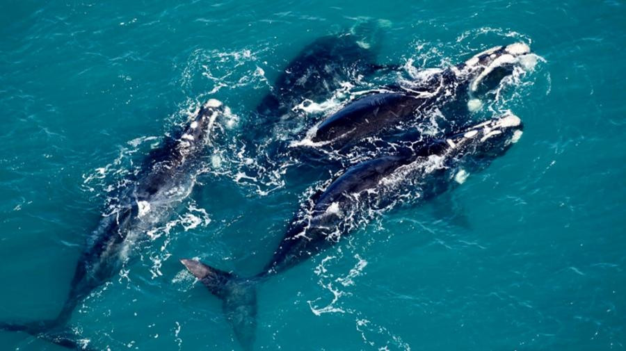 Ballenas. Foto: Télam