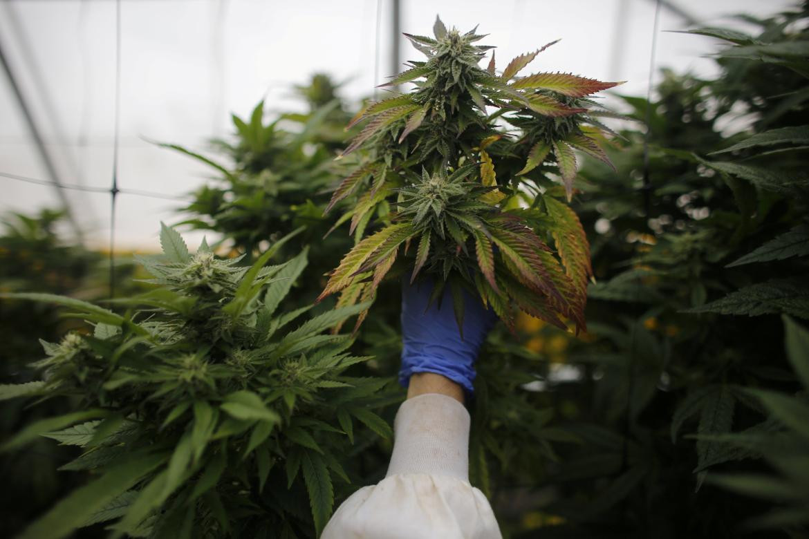 Cannabis medicinal. Foto: REUTERS