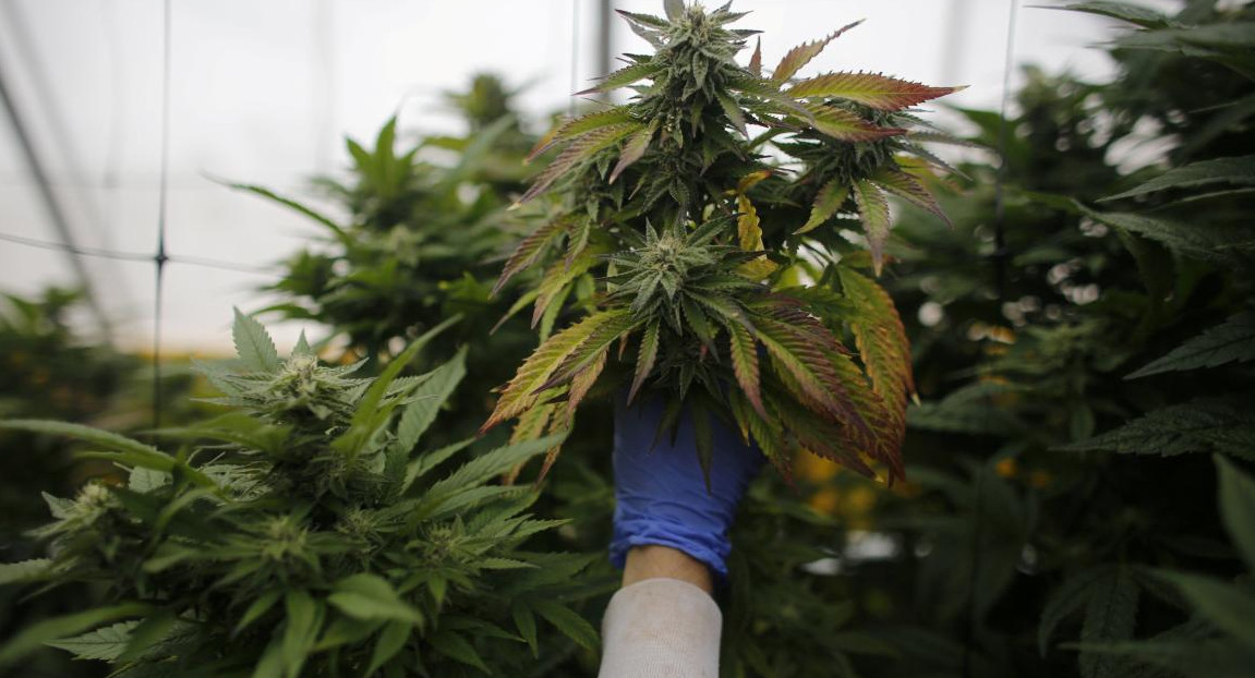 Cannabis medicinal. Foto: REUTERS