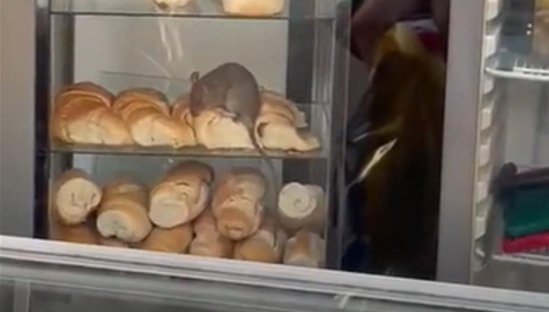 Rata en panaderia, video viral.