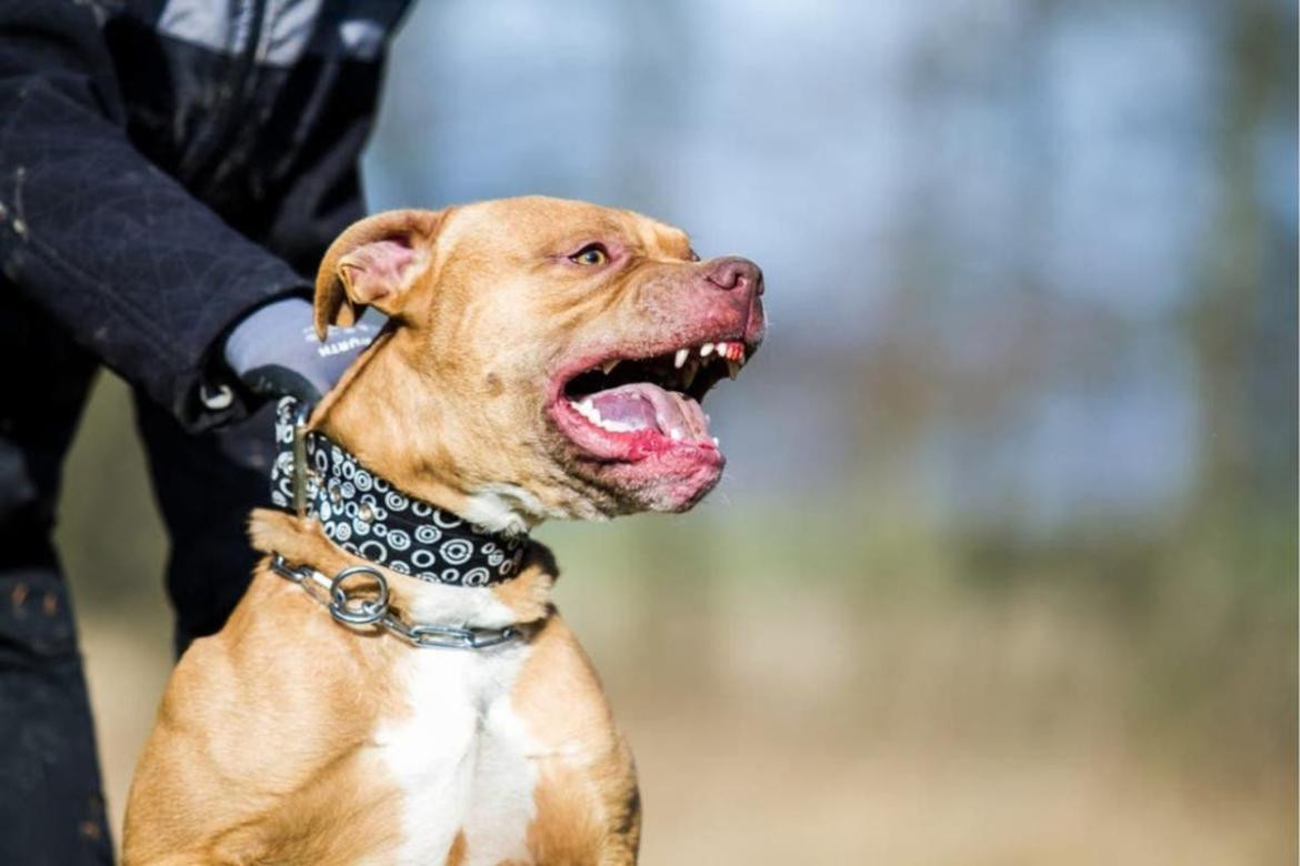 Perro pitbull. Foto: REUTERS