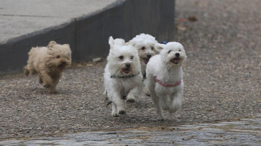 Perros. Foto: NA