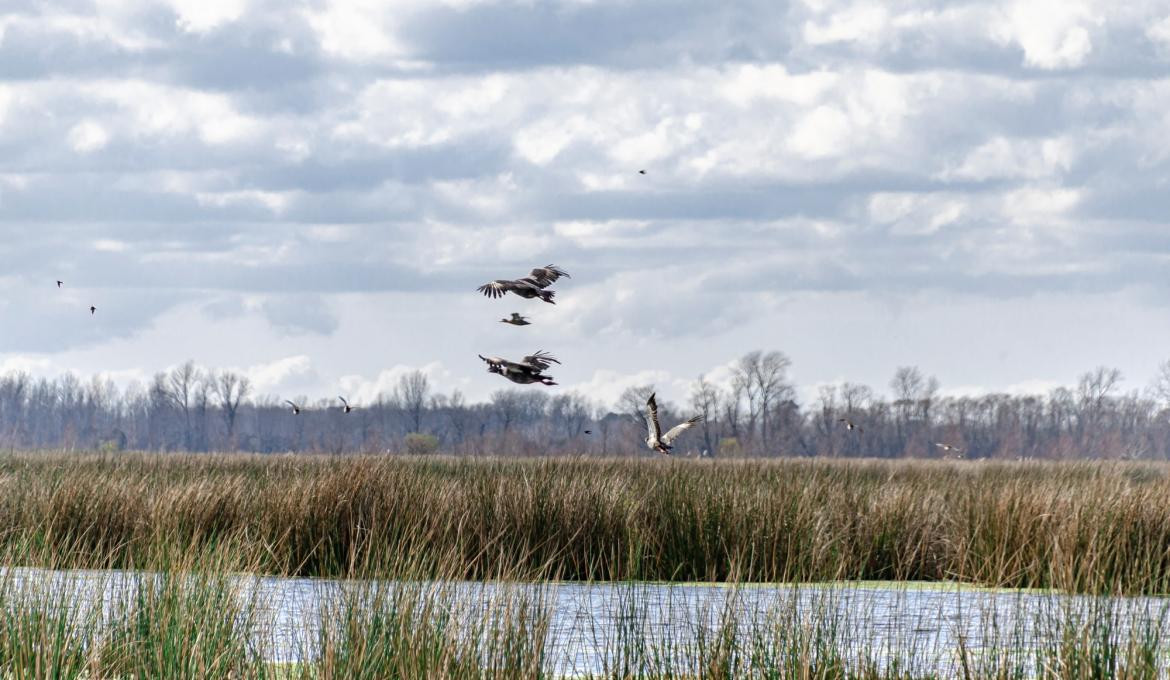 Foto: Parque Nacional Ciervo de los Pantanos. Gentileza. Parques Nacionales. Argentina.gob.ar