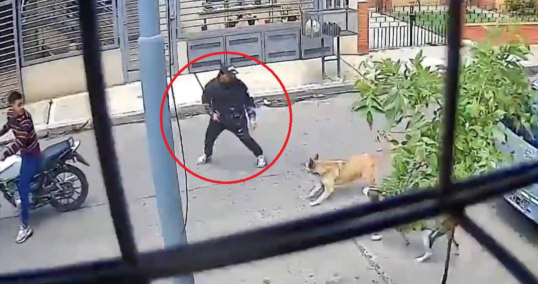 Dos perras salvan la vida de un transeunte. Foto: Captura de video.