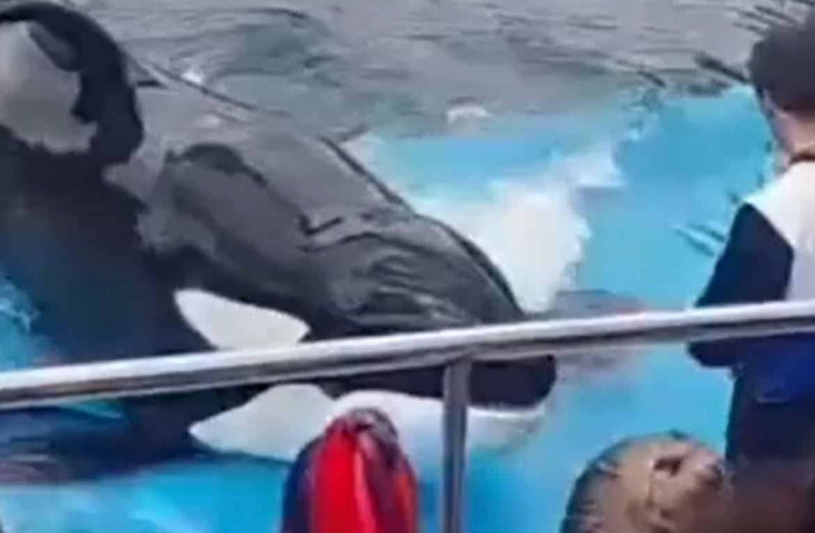 La orca más vieja de Mundo Marino. Foto: captura de video.