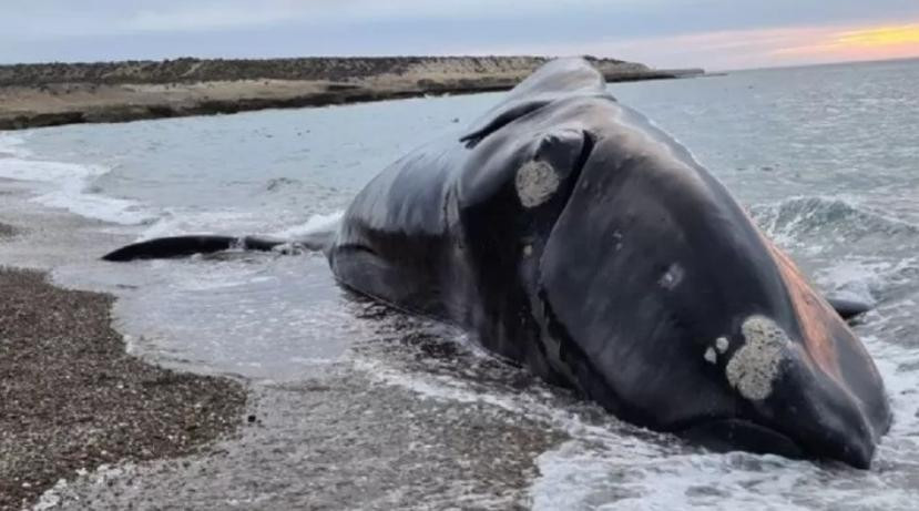 Ballena muerta. Foto: NA