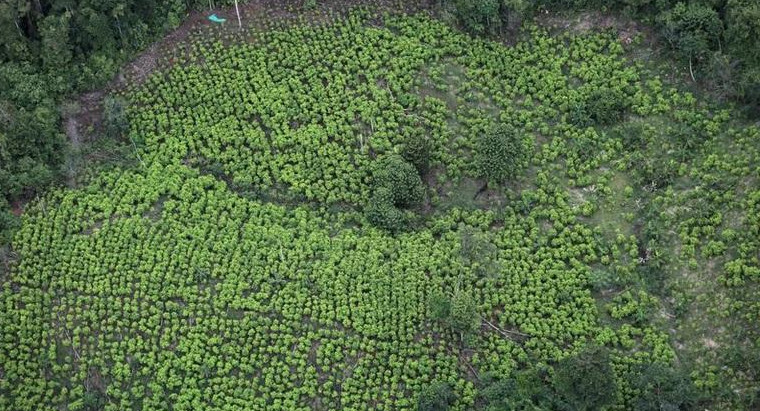Cultivos de coca en Colombia. Foto: REUTERS.